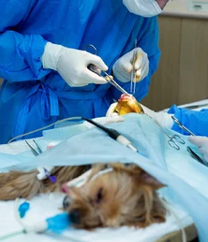 Veterinary Instruments